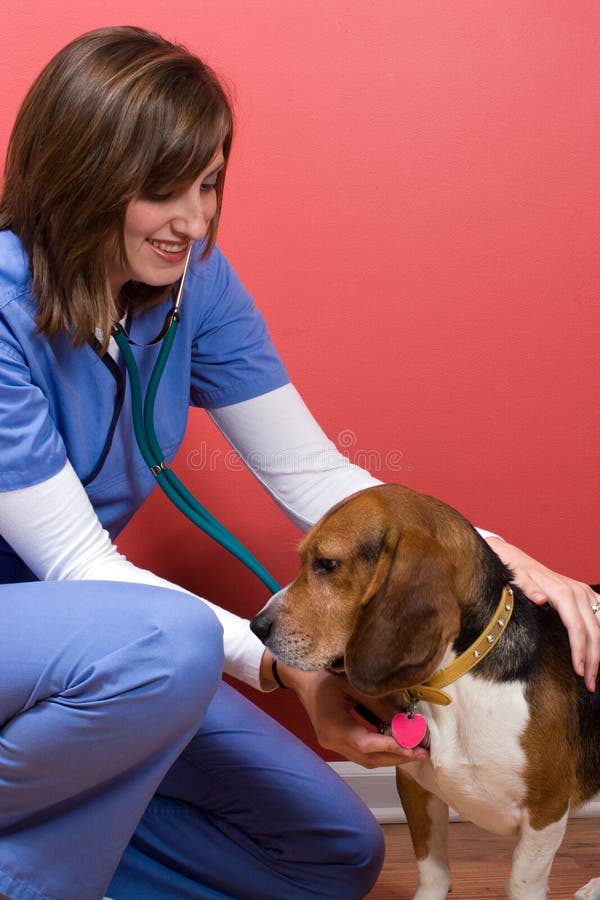 Sick Dog at the Vet stock image. Image of pretty, girl 12271053