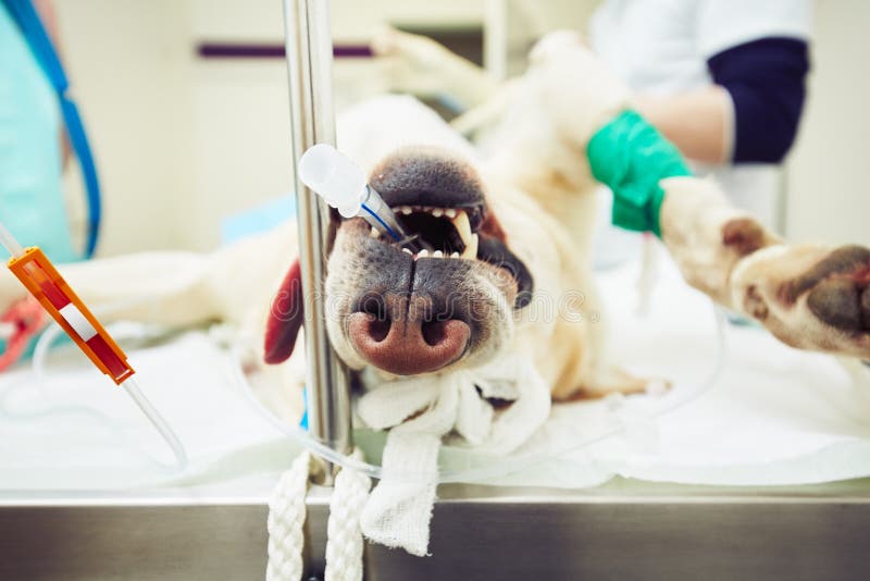 Sick Dog In The Veterinary Clinic Stock Photo Image of people, clinic