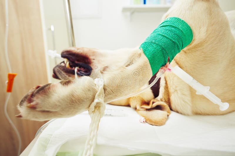 Sick Dog in the Veterinary Clinic Stock Image Image of problem