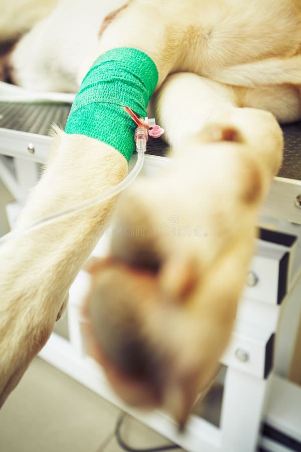 Sick Dog in the Veterinary Clinic Stock Photo Image of help, person