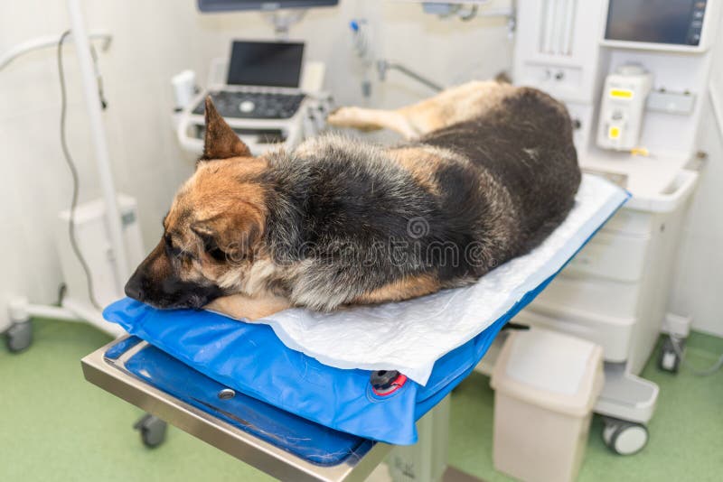Sick Dog in a Veterinary Clinic Waiting for Surgery Stock Photo Image of cold, puppy 155739534