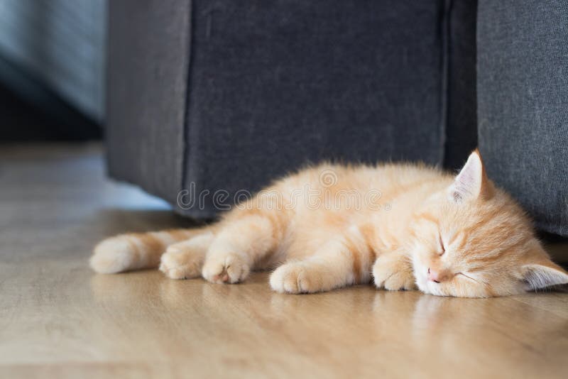 Sick Kitten Get Cat Flu And Sleeping Stock Photo Image of cute, care
