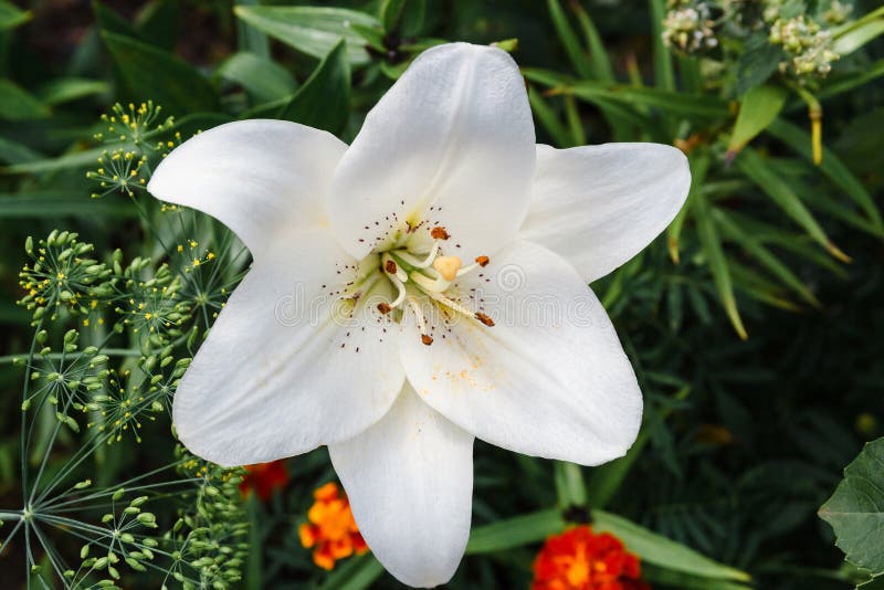 Sick lily flower stock image. Image of date, daisy, goal 179962211