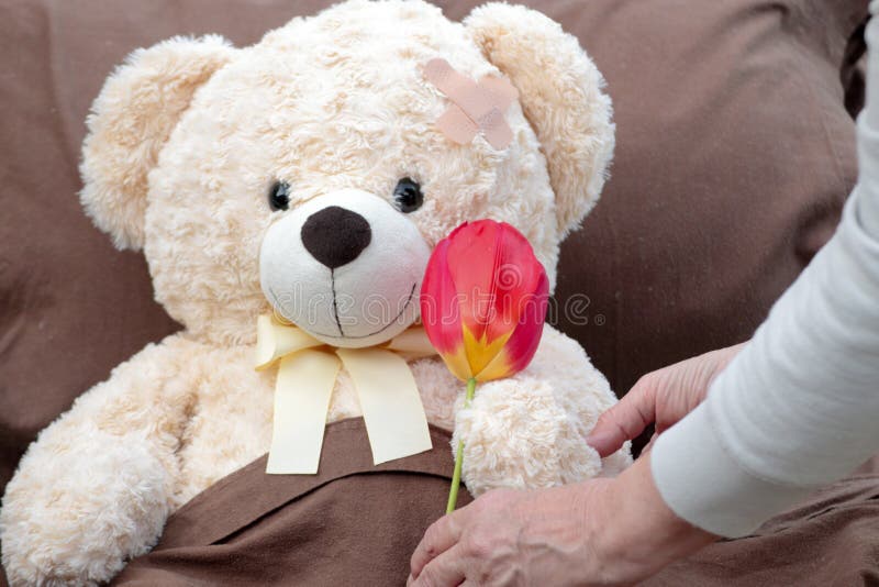 Sick Patient Receiving Tulip Flower Stock Image Image of patient