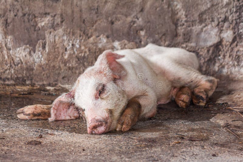 Sick pig in farm