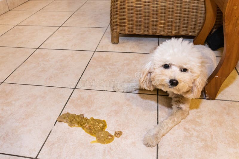 sick poodle dog vomit floor home sick unwell poodle dog vomit floor home 176413237