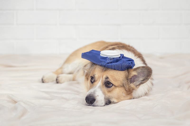Portrait of a cute sick puppy red dog Corgi is lying on a white blanket with a hot water bottle on his head and sad eyes