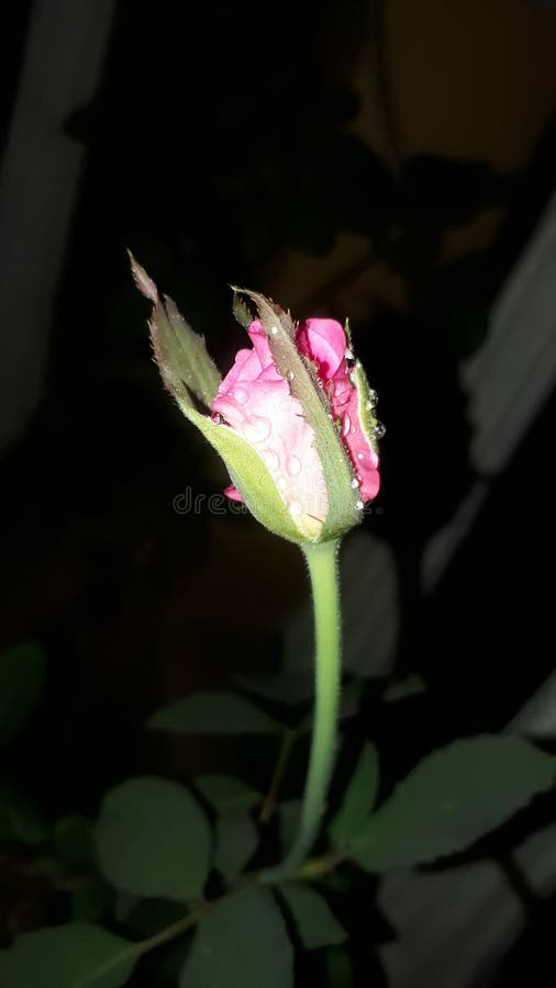 Sick Rose Bush, Damaged by Various Diseases and Pests Stock Photo