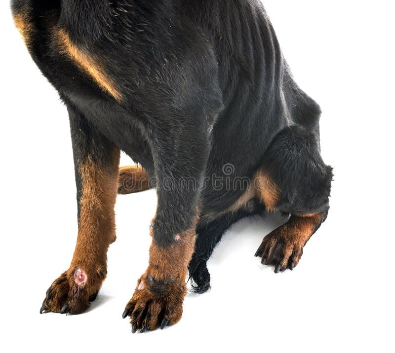 what are peoples guesses for the rottweiler