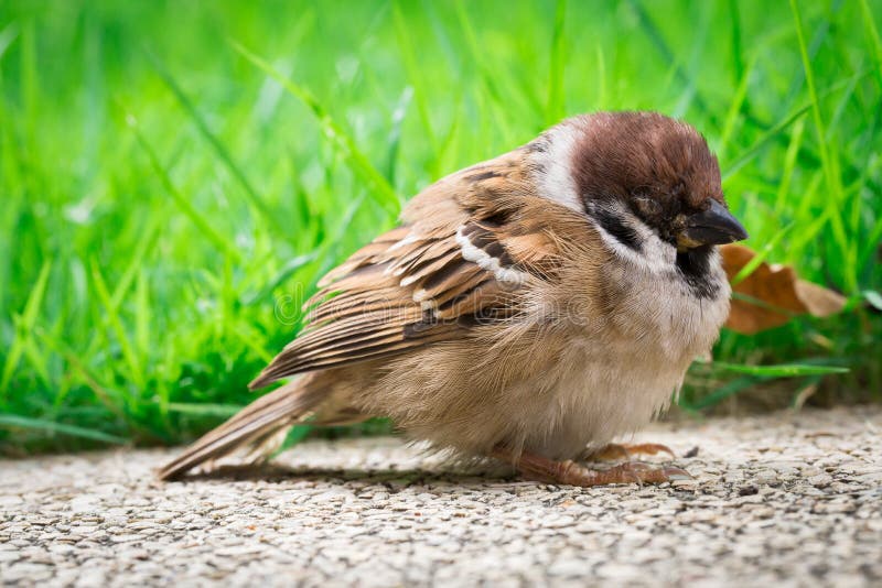 Sick Sparrow Bird Stock Photo Image 47423057