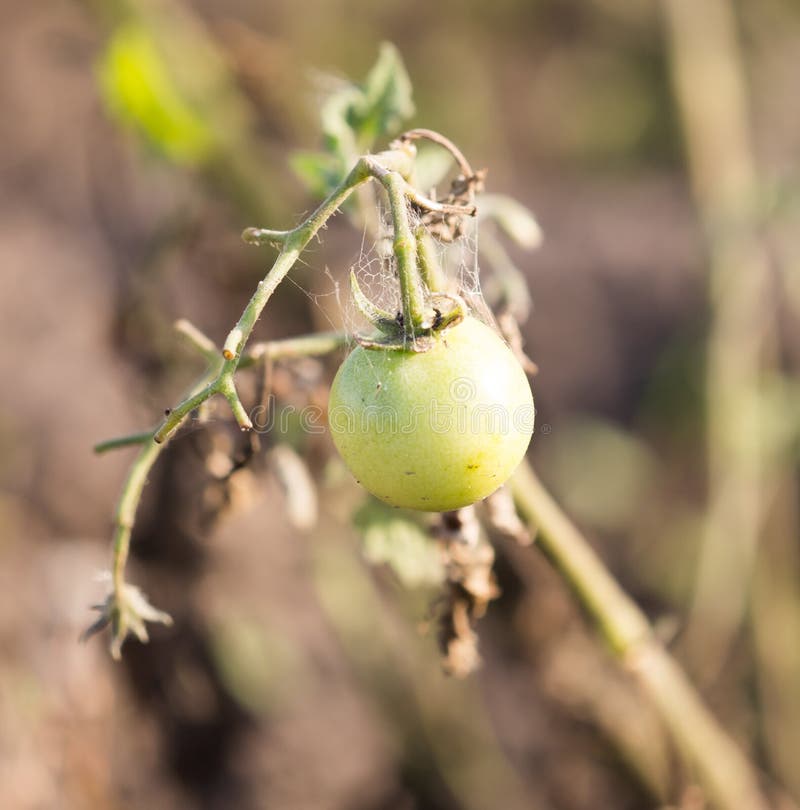 Sick Tomato in the Garden in Nature Stock Image Image of fungal