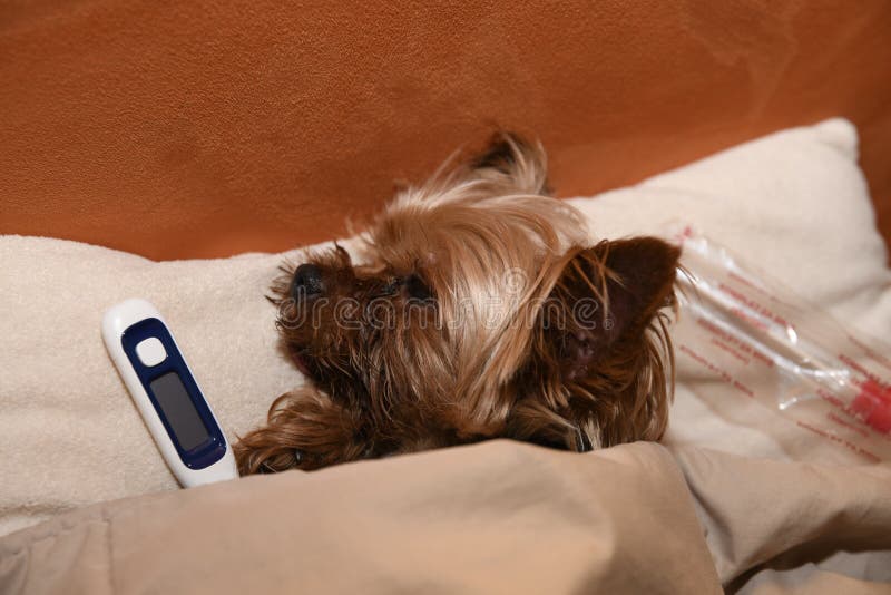 Sick yorkie stock image. Image of little, black, china 175470037