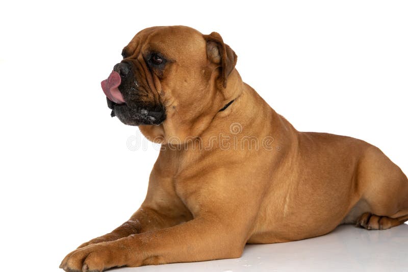 Side view of layed down bullmastiff dog with tongue out licking nose and looking to side in front of white background in studio. Side view of layed down bullmastiff dog with tongue out licking nose and looking to side in front of white background in studio