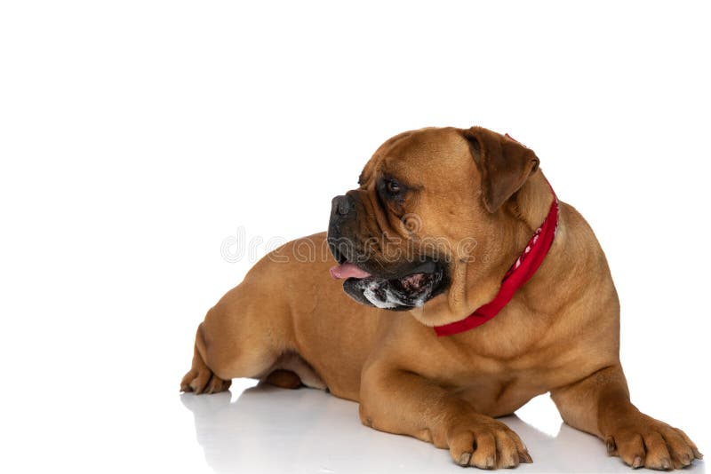 Side view of cute bullmastiff dog with red bandana looking to side and panting, drooling and sticking out tongue in front of white background while laying in studio. Side view of cute bullmastiff dog with red bandana looking to side and panting, drooling and sticking out tongue in front of white background while laying in studio