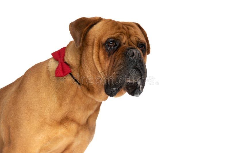 Side view of cute elegant bullmastiff dog wearing red bowtie and looking to side in front of white background in studio. Side view of cute elegant bullmastiff dog wearing red bowtie and looking to side in front of white background in studio