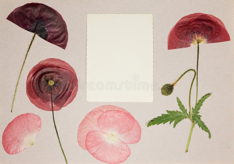Sida från en gammal beige färg på fotoalbum Skrapbooking-element som är dekorerat med blad-, blommor- och petalvallmo Rustic-albu arkivfoto Sida från en gammal beige färg på fotoalbum Skrapbooking-element som är dekorerat med blad-, blommor- och petalvallmo Rustic-albu arkivfoto