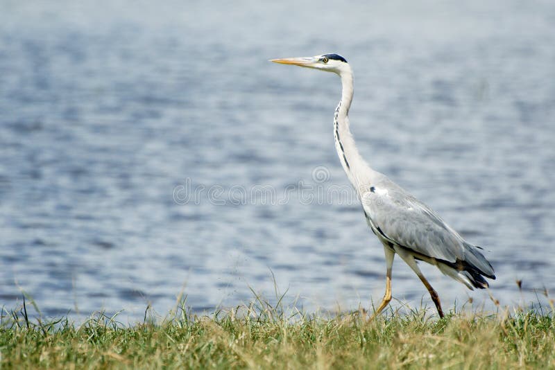 Grå färgHeron arkivfoto