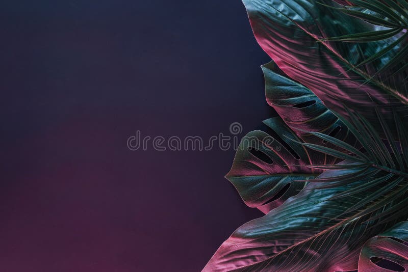 Side border of dramatically lit leaves of tropical plants royalty free stock images