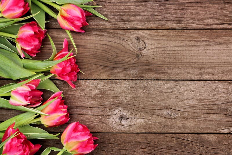 Pink Tulip Flower Side Border Against a Rustic Wood Background Stock Photo  - Image of brown, decoration: 142734562