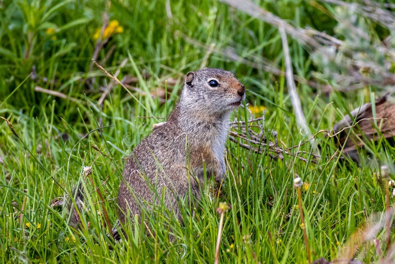 Side Closeup of a Uinta Ground Squirrel in the Green Grass Stock Photo