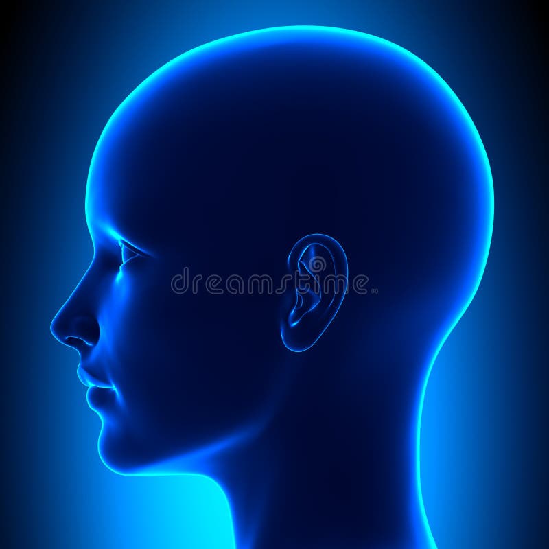 1+ Neck anatomy blank Free Stock Photos StockFreeImages