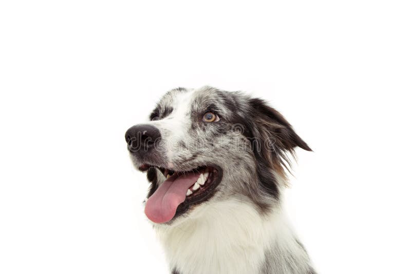 blue merle mutt