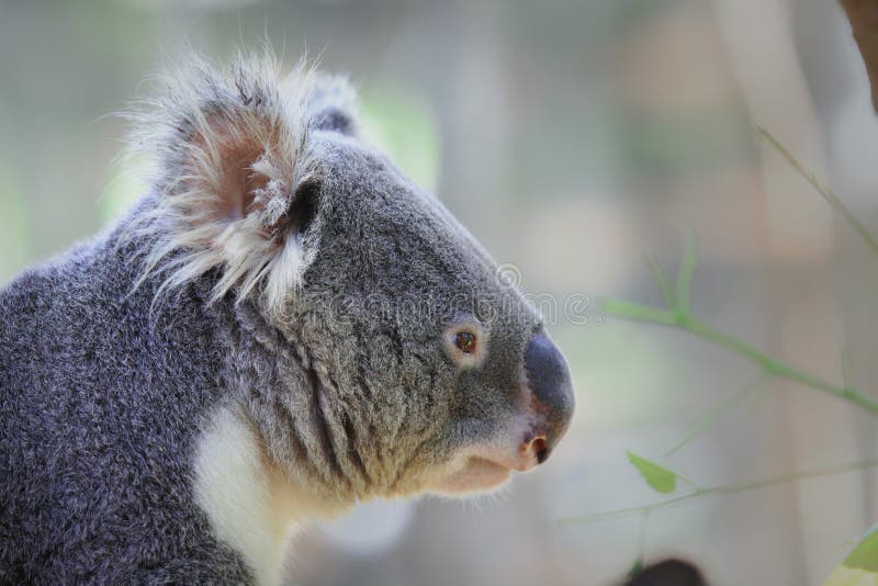 Side face of a koala. stock image. Image of portrait 113028425