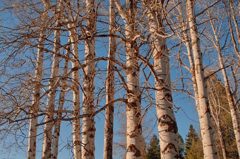 White Barked Quaking Aspen Trees Under Autumn Golden Leaves Stock Image White Barked Quaking Aspen Trees Under Autumn Golden Leaves Stock Image