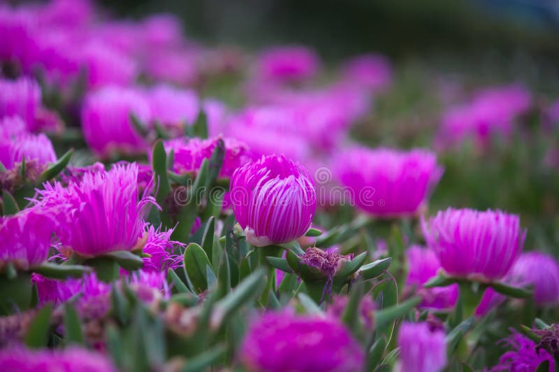 Side plane of a Carpobrotus edulis or cat&x27;s claw with a multitude of flowers