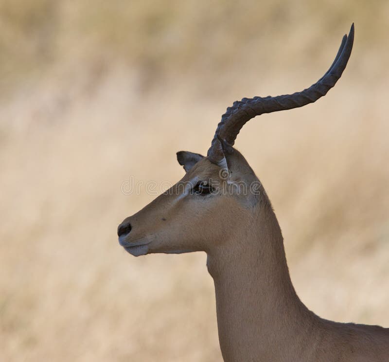 Side portrait of male Impala stock images