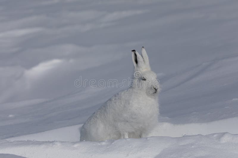 Side profile of arctic hare Arctic Hare found in the snow covered tundra, near Arviat, Nunavut