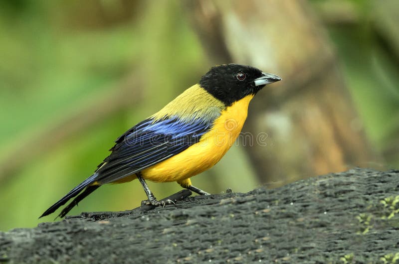 Closeup of Black-chinned Mountain-Tanager,Ecuador