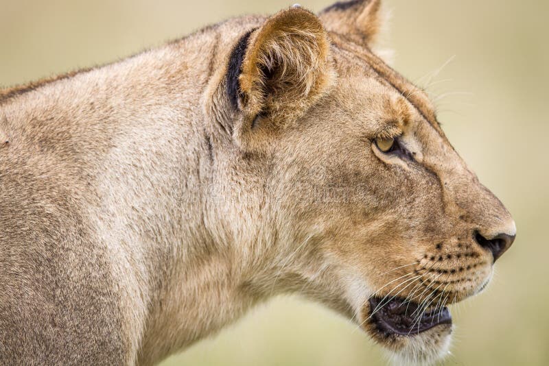 Side profile of a Lion.