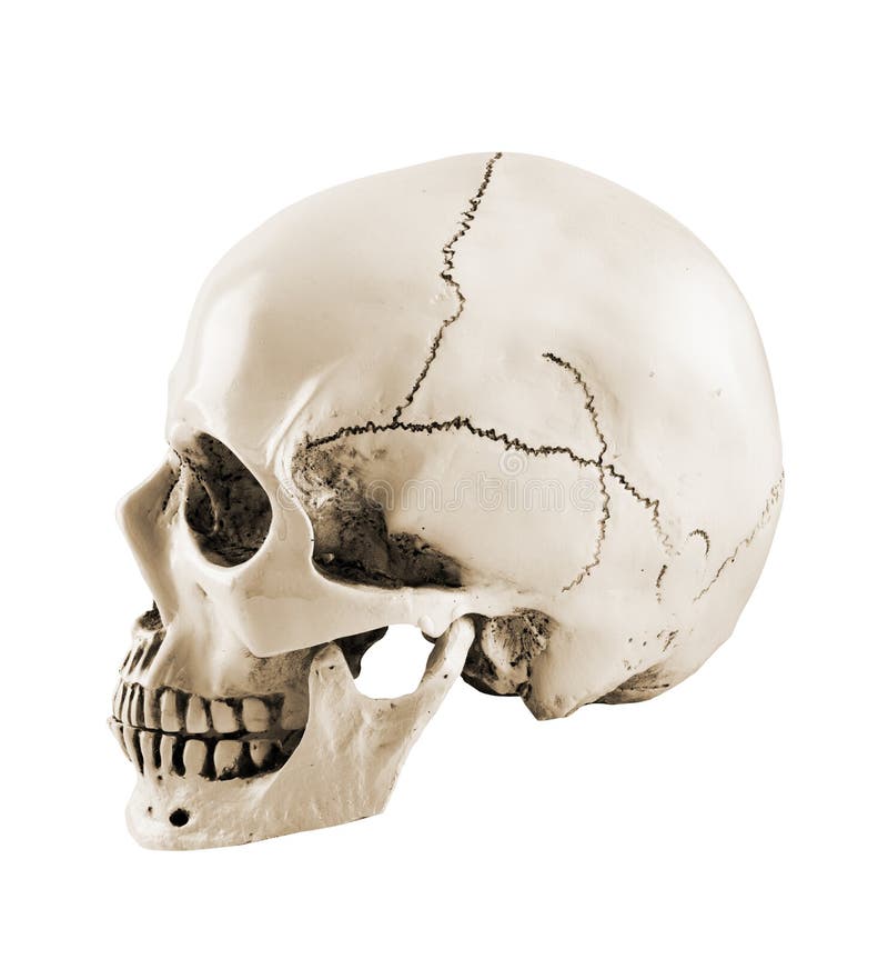 Side profile view of human skull royalty free stock photography Side profile view of human skull royalty free stock photography