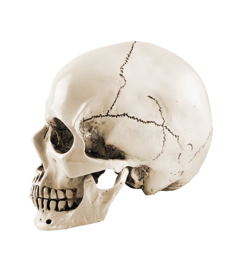 human skull profile