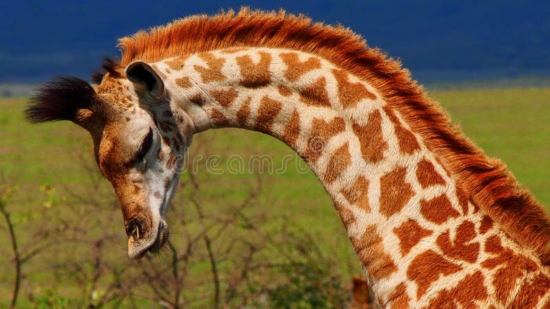 Side profile of a young rothchild`s giraffe looking down