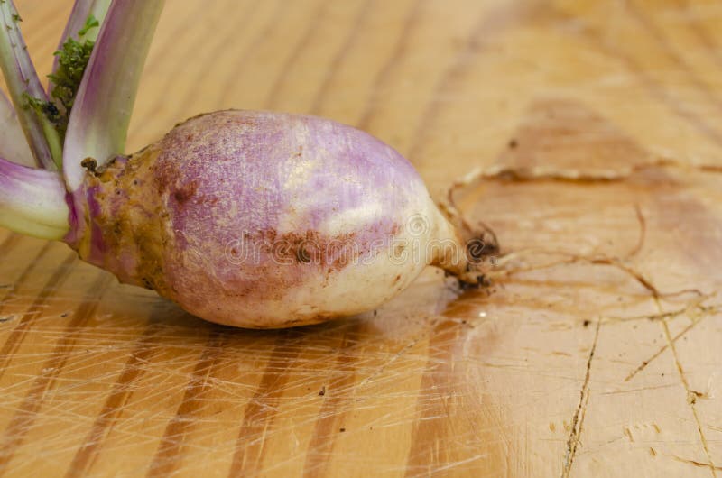 Side of Turnip stock image. Image of wood, ripe, brassicaceae 274530423