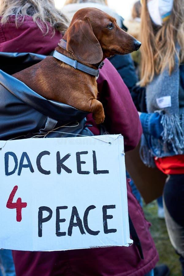 Side vertical of a Dachshund in the woman& x27;s backpack with a demonstration blanket stock image