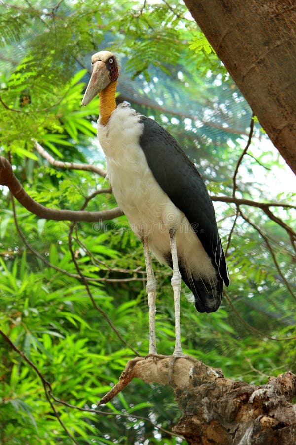 Side view of Adjutant Stork is standing on the Tree branch royalty free stock photography Side view of Adjutant Stork is standing on the Tree branch royalty free stock photography