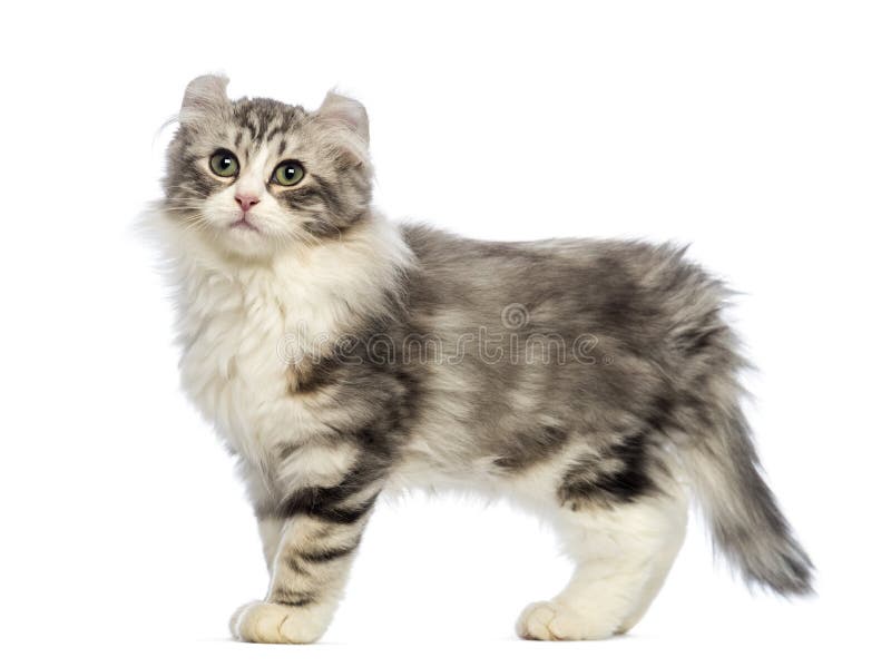 Side View of an American Curl Kitten, 3 Months Old Stock Photo Image