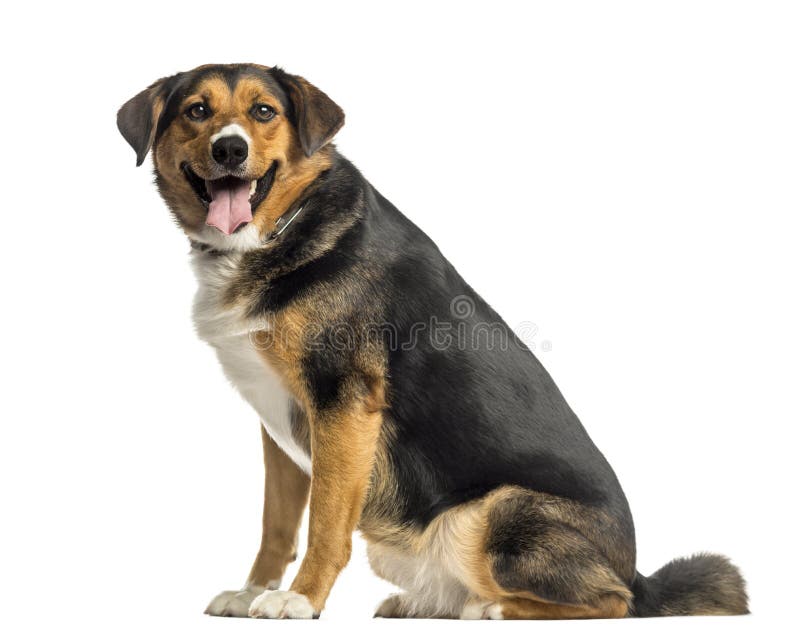 Side view of an Appenzeller mountain dog sitting, panting stock image