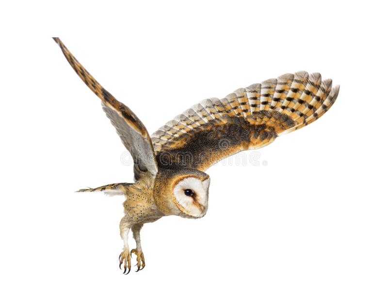 Side view of a Barn Owl, nocturnal bird of prey, flying. Wings spread, Tyto alba, isolated on withe