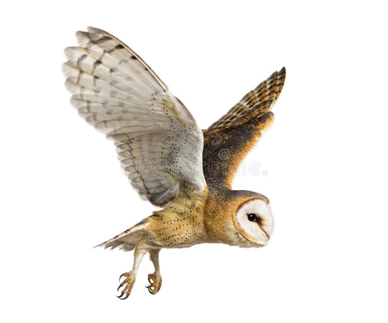 Side view of a Barn Owl, nocturnal bird of prey, flying wings spread, Tyto alba, isolated on withe