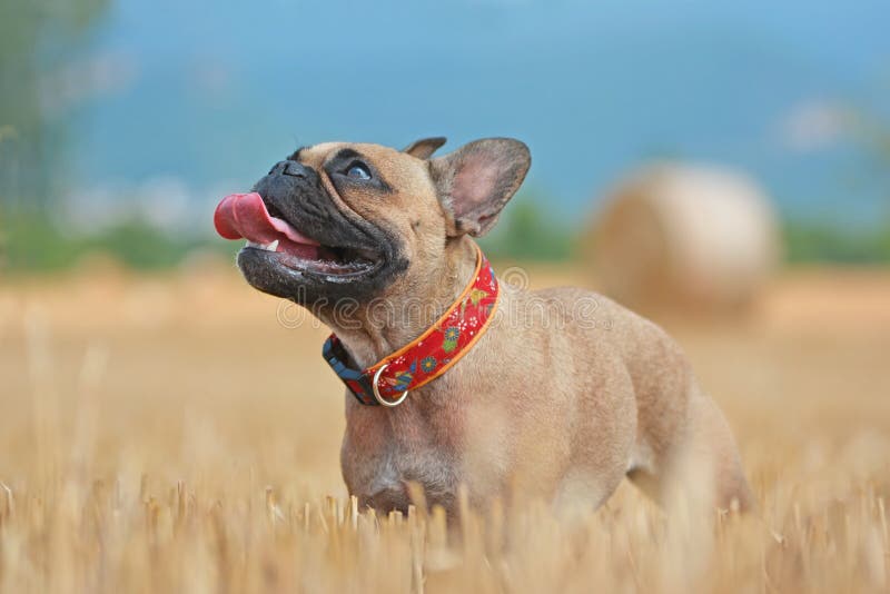 Side view of beautiful fawn French Bulldog dog standing in a harvested grain field in late summer stock photo Side view of beautiful fawn French Bulldog dog standing in a harvested grain field in late summer stock photo
