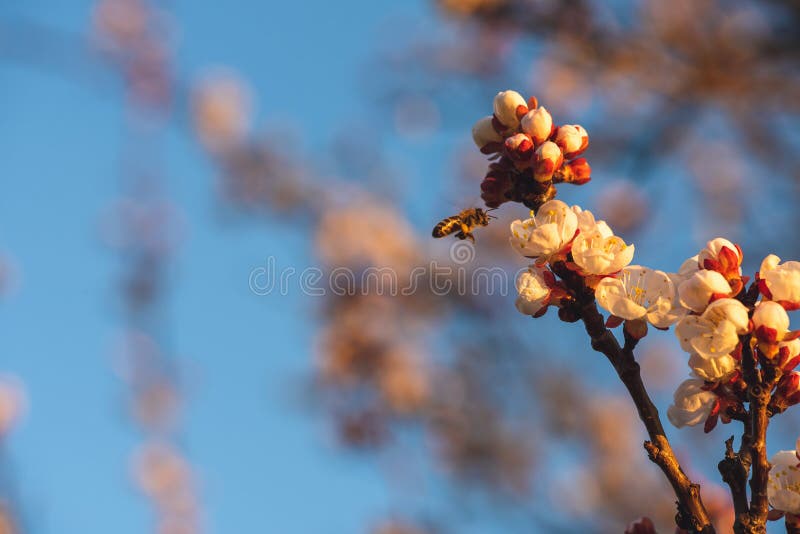 Side View of a Bee Flying To a Cherry Blossom. the Insect Has Nectar on