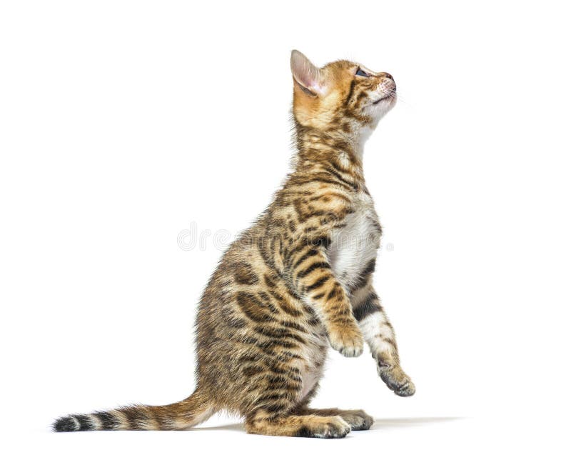 Side View of a Bengal Cat Kitten Getting To Know on Hind Legs, F Stock
