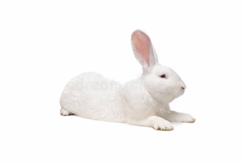 Big white rabbit in front of a white background royalty free stock images