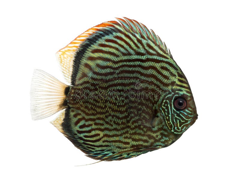 Side view of a Blue snakeskin discus, Symphysodon aequifasciatus