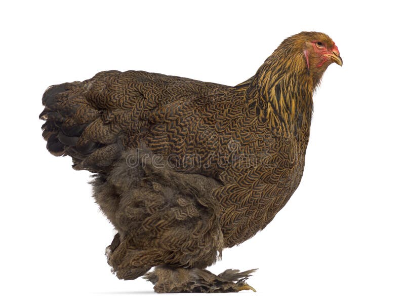Side view of Brahma chicken royalty free stock photography