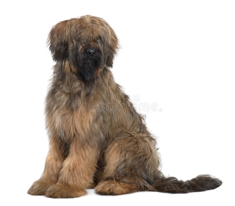 Side view of Briard, sitting and looking away